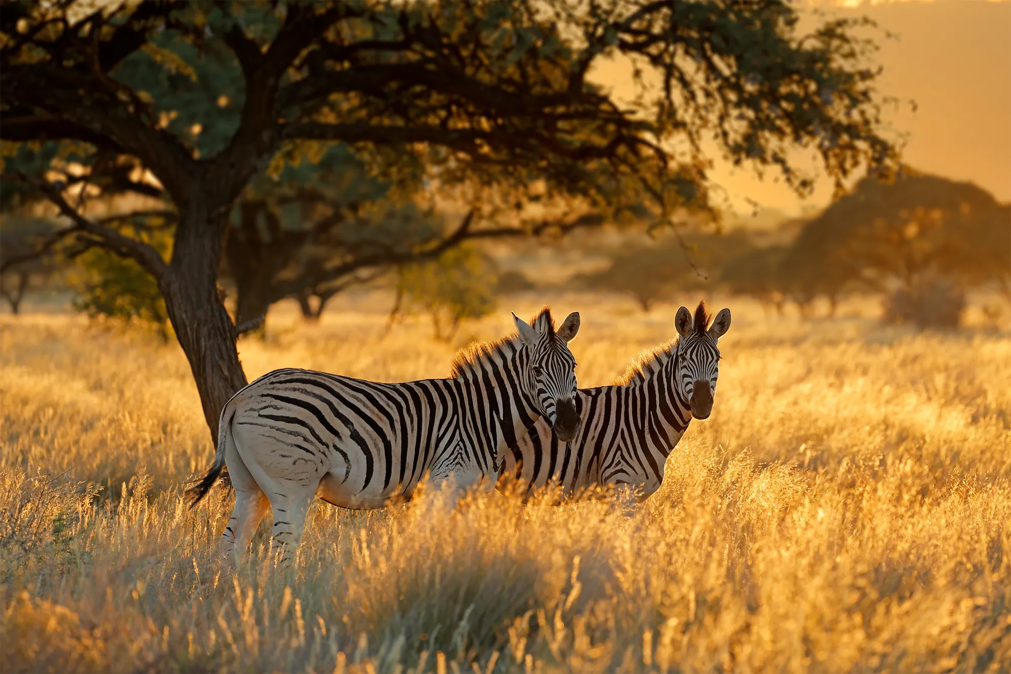 africa