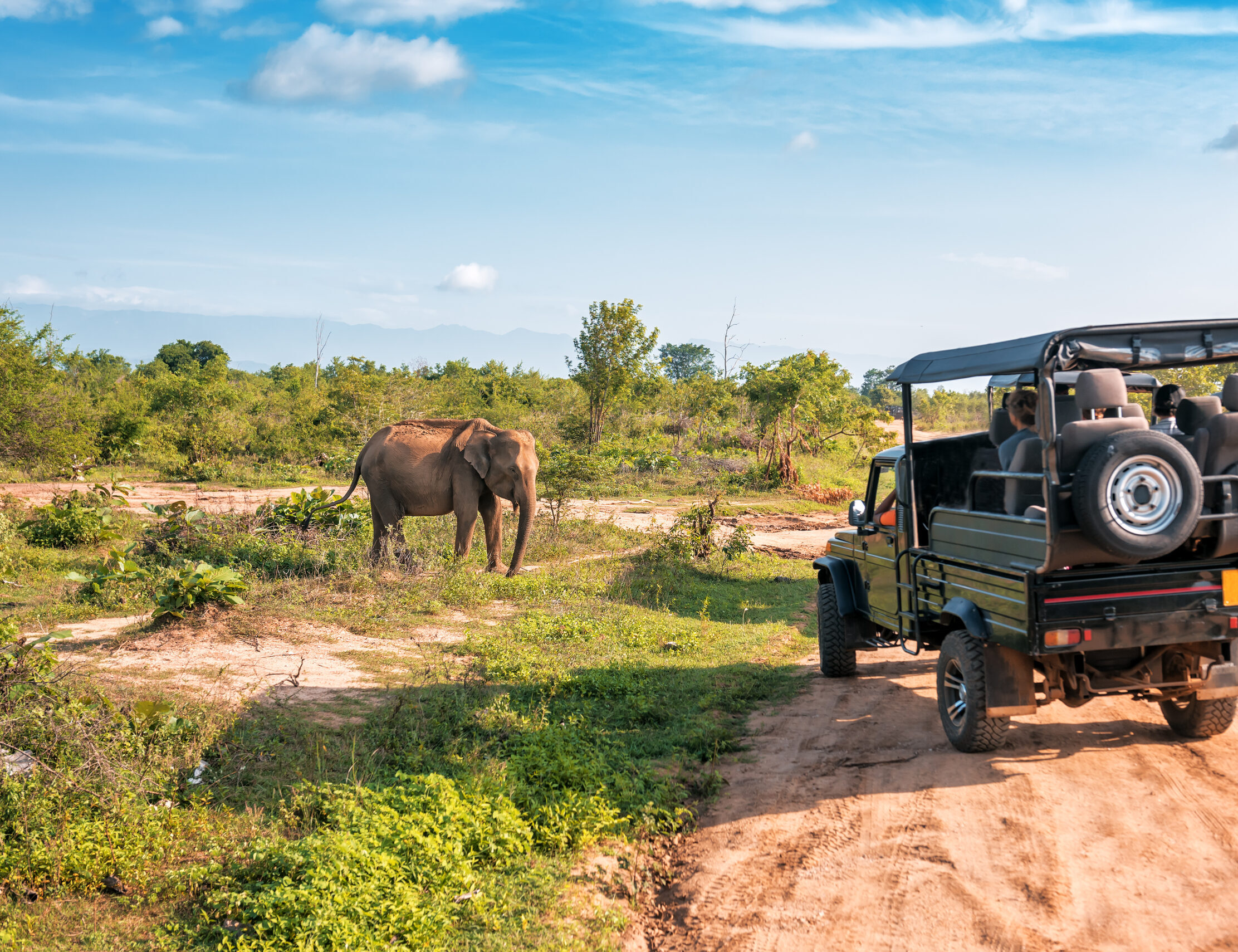 Jeep and elephant on safari.